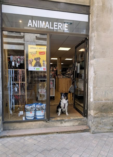 Animal's world — photo