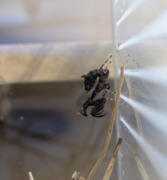 Monsieur Insecte — photo