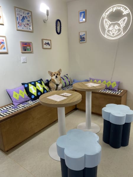 Club Doggo - Concept-store et café pour chiens à Rennes — photo