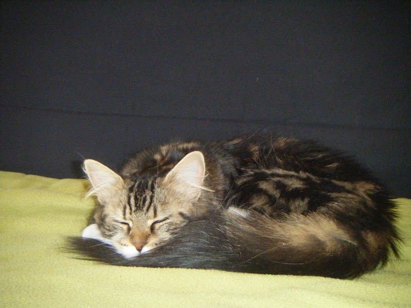 Toutouyoutou — photo