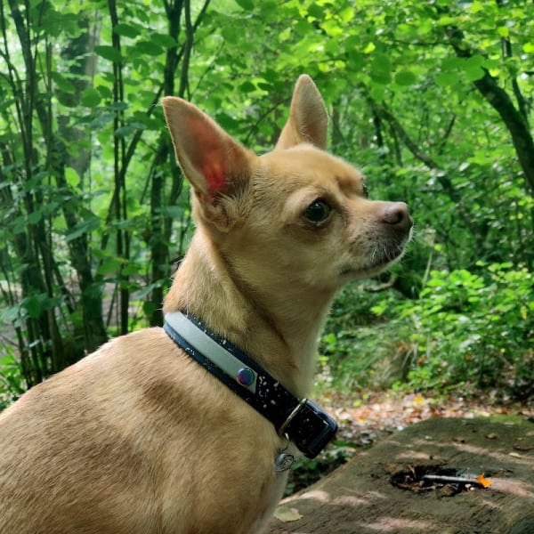 Attache-moi si tu peux — photo