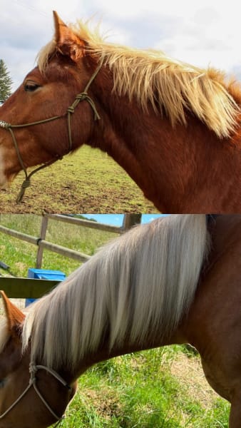 Janette - la juste dose de naturel pour ton cheval — photo