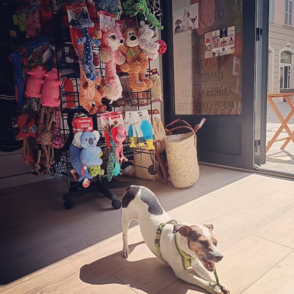 4 Pattes City Toulon — photo