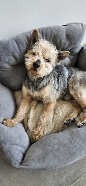 Animaux Service — photo