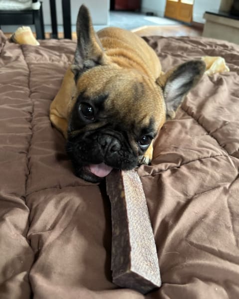 Truffe Délice - Friandises naturelles pour chiens — photo