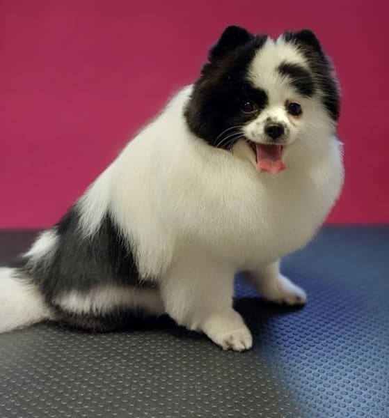 Sweet Dog — photo