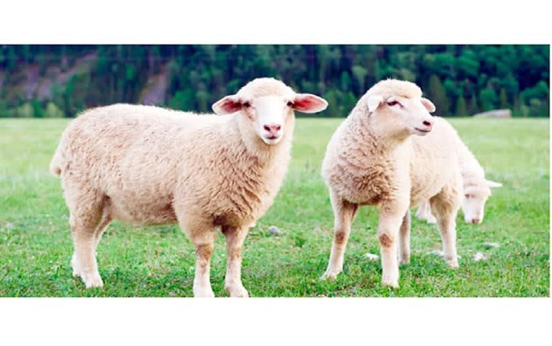 OXFORT - Nutrition Animale — photo