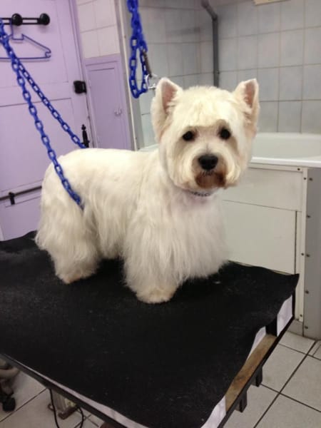 PRINCESS CANICHE — photo