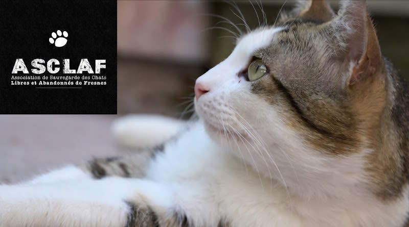 Refuge ASCLAF (Association de Sauvegarde des Chats Libres et Abandonnés de Fresnes) — photo