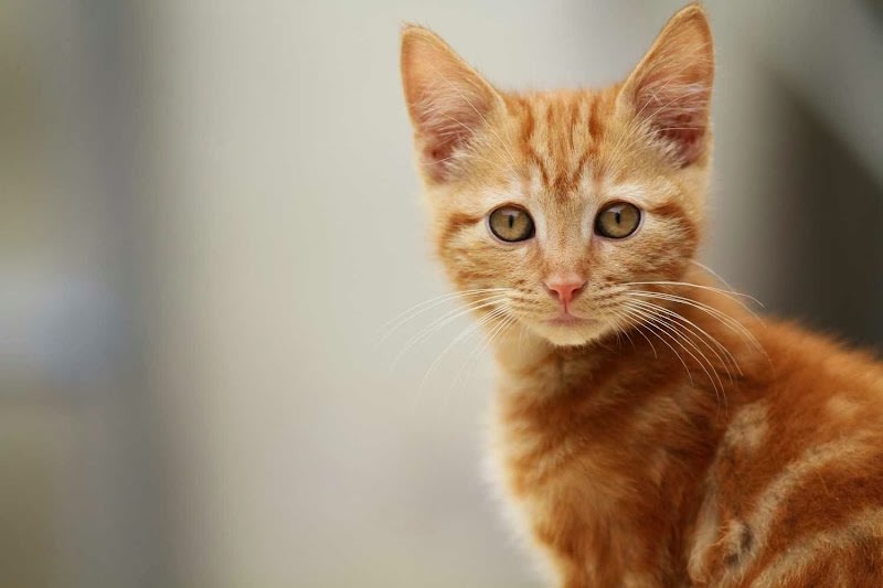 Refuge ASCLAF (Association de Sauvegarde des Chats Libres et Abandonnés de Fresnes) — photo