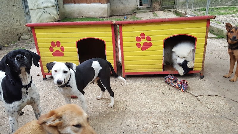 SOS Animaux 78 — photo