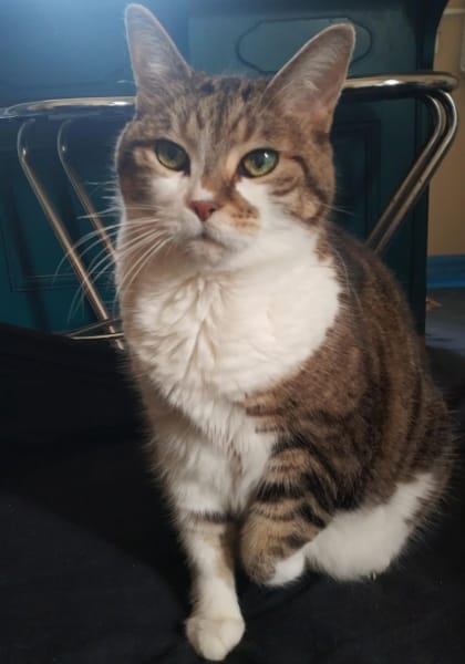 pattounes sans toit — photo