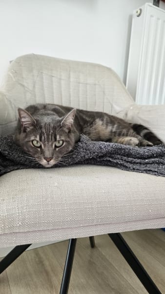pattounes sans toit — photo