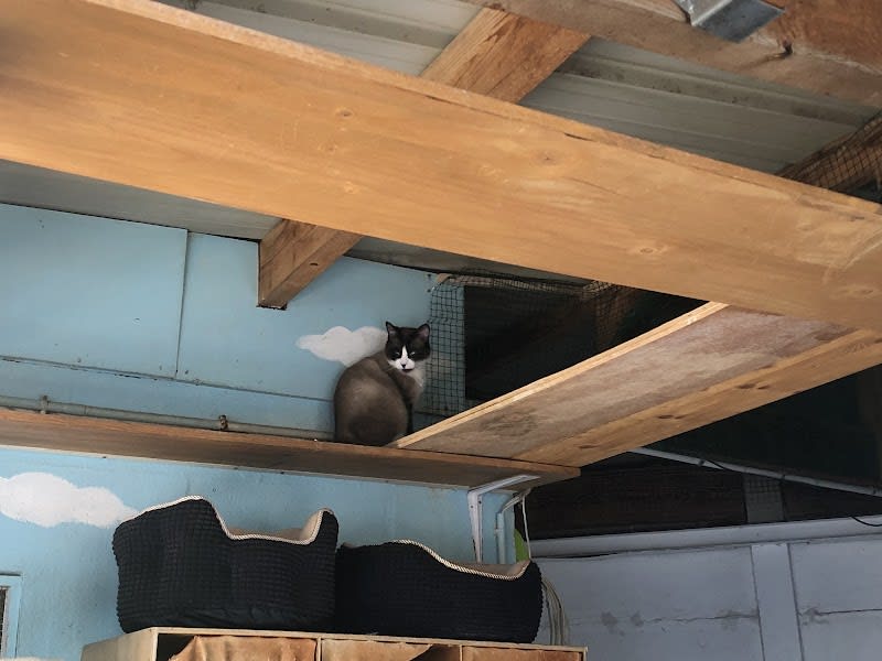 Ecole du Chat Libre de Clichy La Garenne — photo