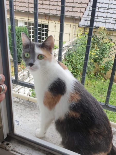 Animacoeur — photo