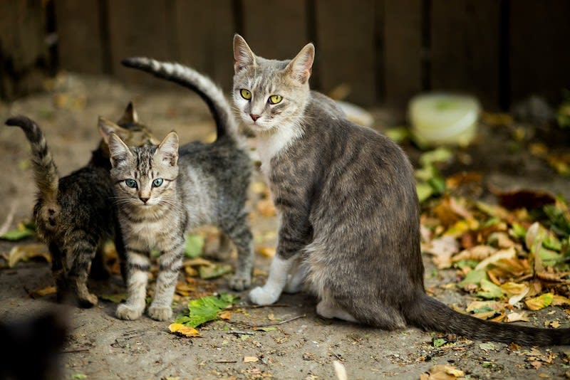 S.N.D.A Société Nationale pour la Défense des Animaux — photo