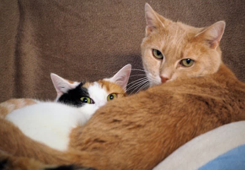 Association des Amis Bénévoles des Animaux d'Alfortville — photo