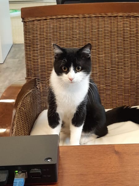 Association des Amis Bénévoles des Animaux d'Alfortville — photo