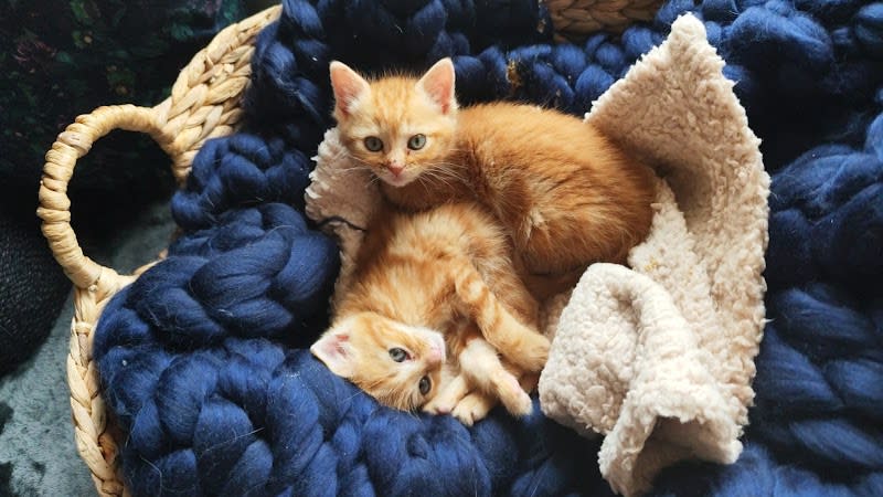 (SUR RDV) Association Kit Cat - Protection animale 92 — photo