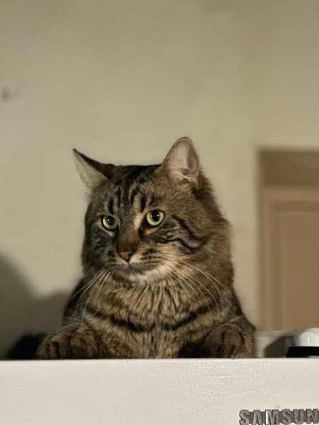 (SUR RDV) Association Kit Cat - Protection animale 92 — photo