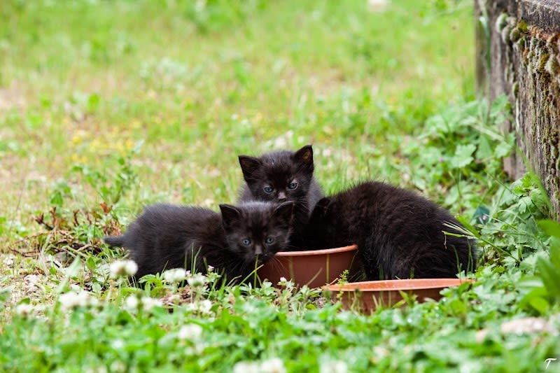 Association Les Chats De Loyasse — photo