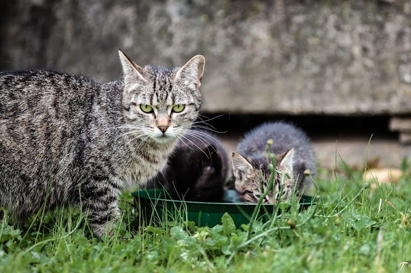 Association Les Chats De Loyasse — photo