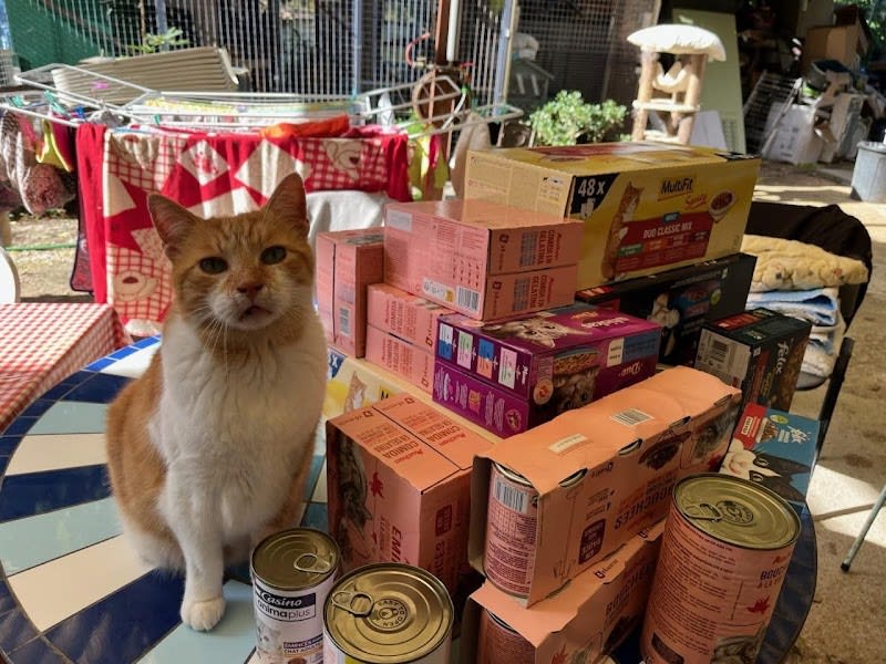 École du Chat Phocéenne — photo