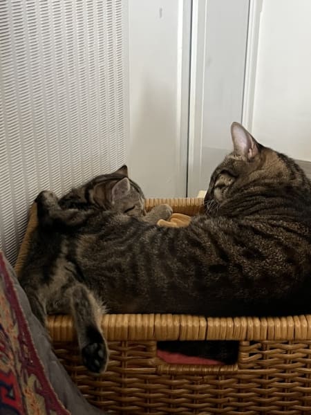 Les Amis de Sam — photo