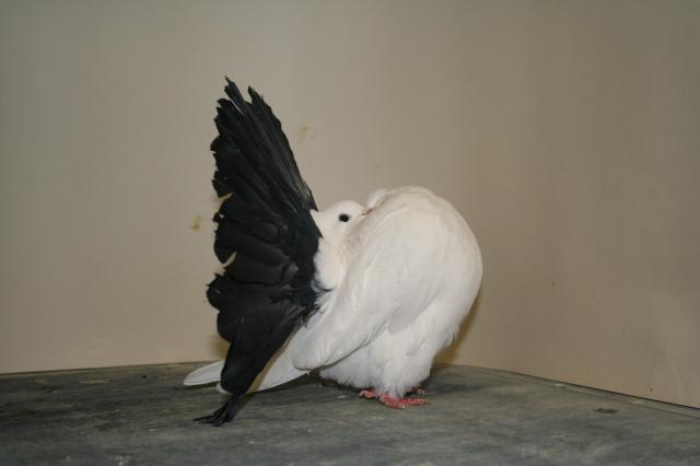 PIGEON QUEUE DE PAON FANTAIL — photo
