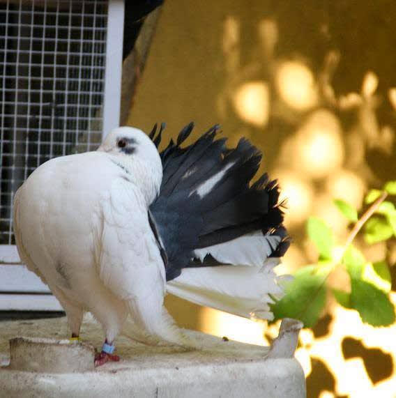 PIGEON QUEUE DE PAON FANTAIL — photo