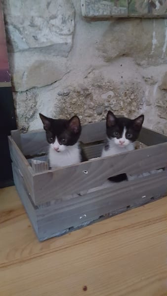 Les Chats du Coeur — photo