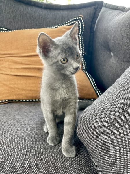 Chacun son chat — photo