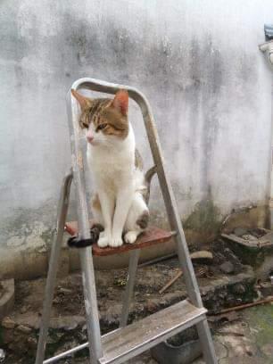 Chats Libres d'Ici et d'Ailleurs — photo