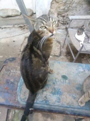 Chats Libres d'Ici et d'Ailleurs — photo