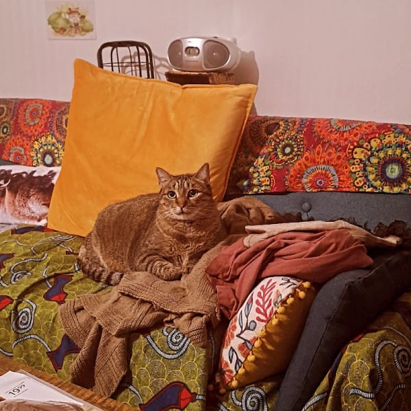 Chats Libres de Labège — photo