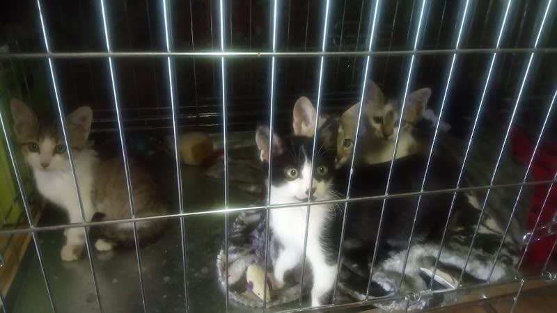 Association du chat libre du mirail — photo