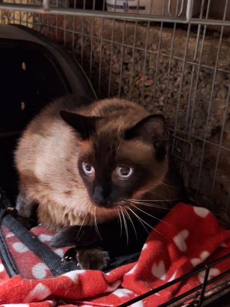 Association du chat libre du mirail — photo