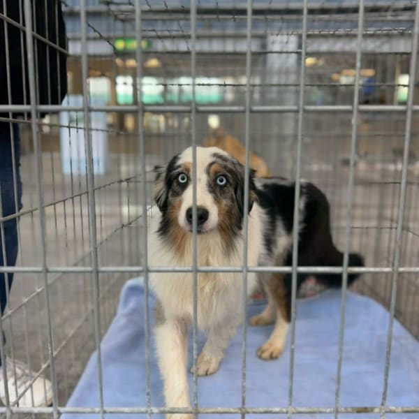 Refuge de la Fondation Assistance aux Animaux à Carros — photo