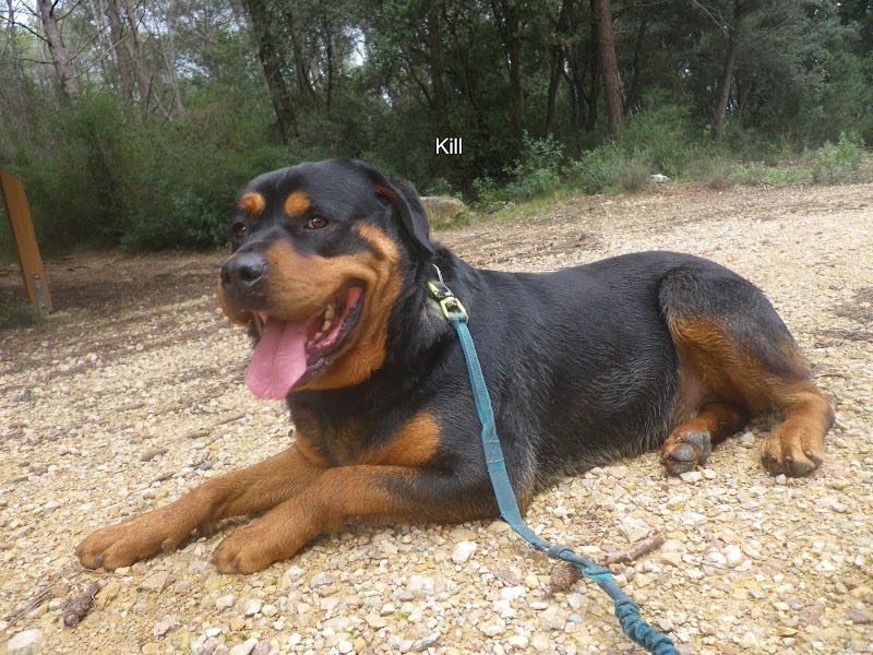 Refuge de Mougins - Au Service des Animaux 06 - ASA 06 — photo