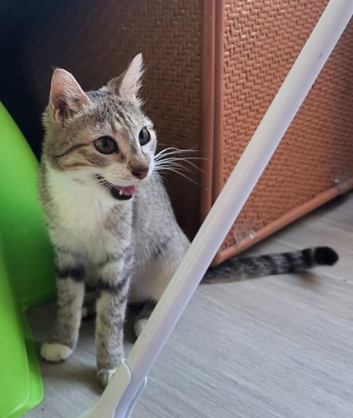 Refuge de Mougins - Au Service des Animaux 06 - ASA 06 — photo