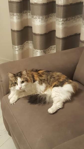 Les Chats de Stella — photo