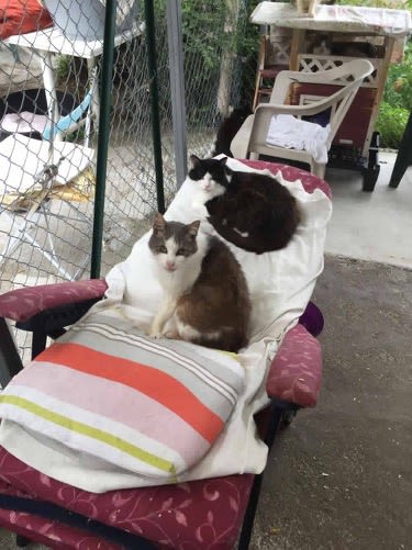 Les Chats de Stella — photo
