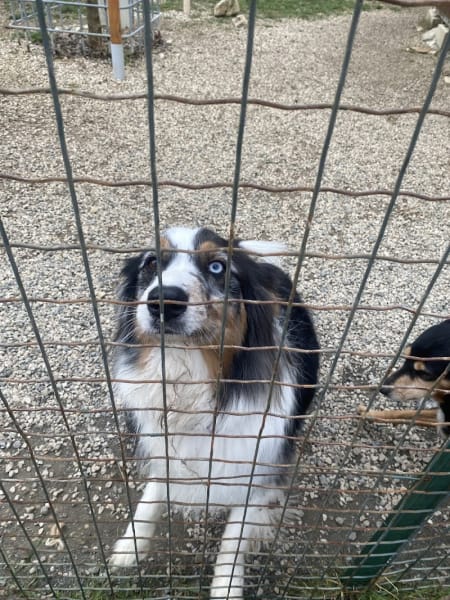 SOS FOYERS CHIENS AGES — photo