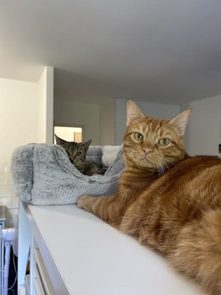 La Société Protectrice des Animaux (SPA) - Refuge de Pornic — photo