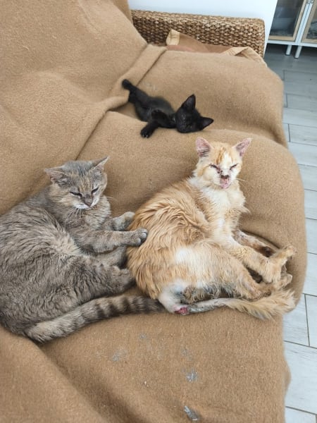 Association Le Coeur des Chats'Mannes — photo