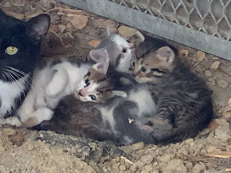 Association Le Coeur des Chats'Mannes — photo