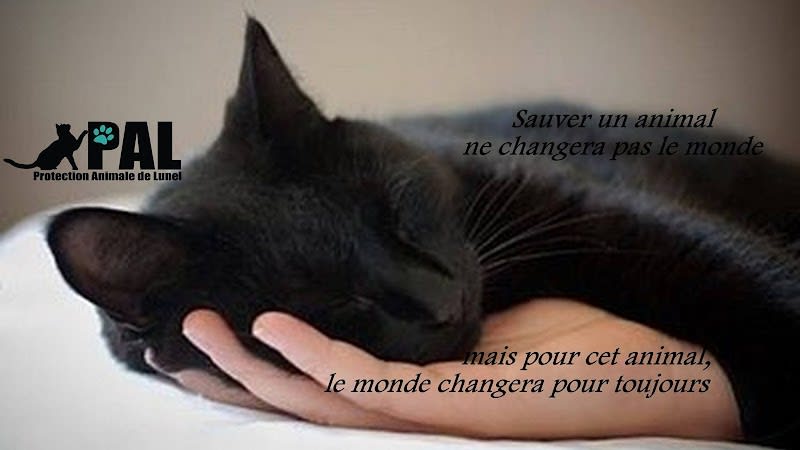Protection Animale De Lunel (Pal) - refuge pour chats — photo