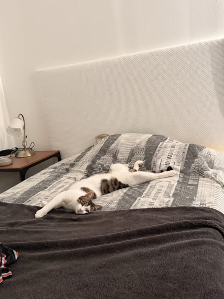 Protection Animale De Lunel (Pal) - refuge pour chats — photo