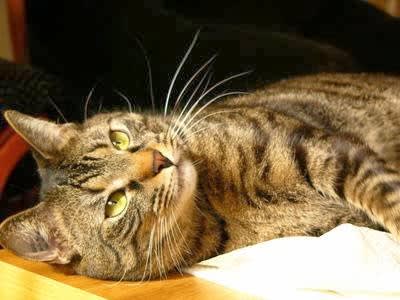 Le Royaume des Chats — photo