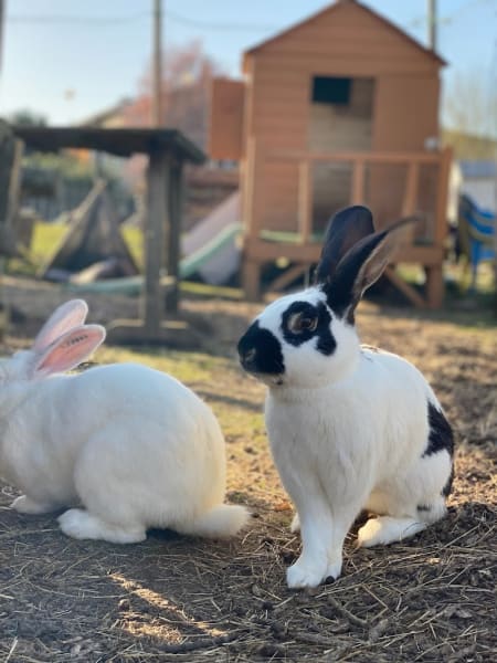 Association MEDEINA - Médiation par l'Animal • Ferme refuge thérapeutique — photo